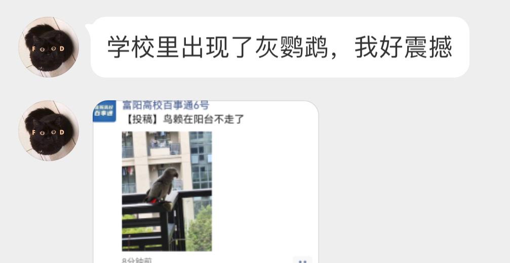 宿舍阳台飞来一只【非洲灰鹦鹉】🦜大概率校友养的，没看好跑出来了（身价五位数起这