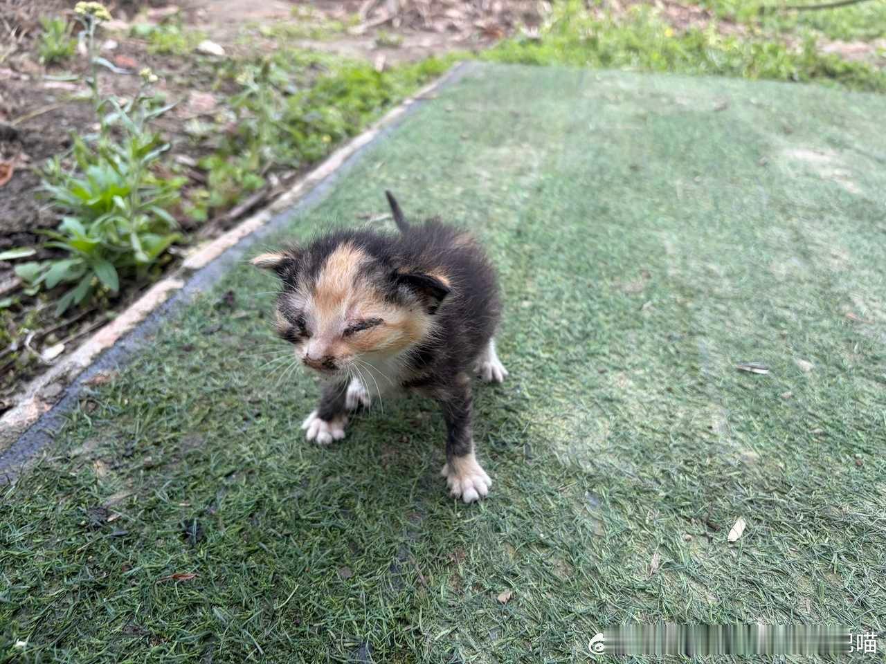 49679【丑猫】路都走不稳很萌但是抬头丑我一跳啊！ 