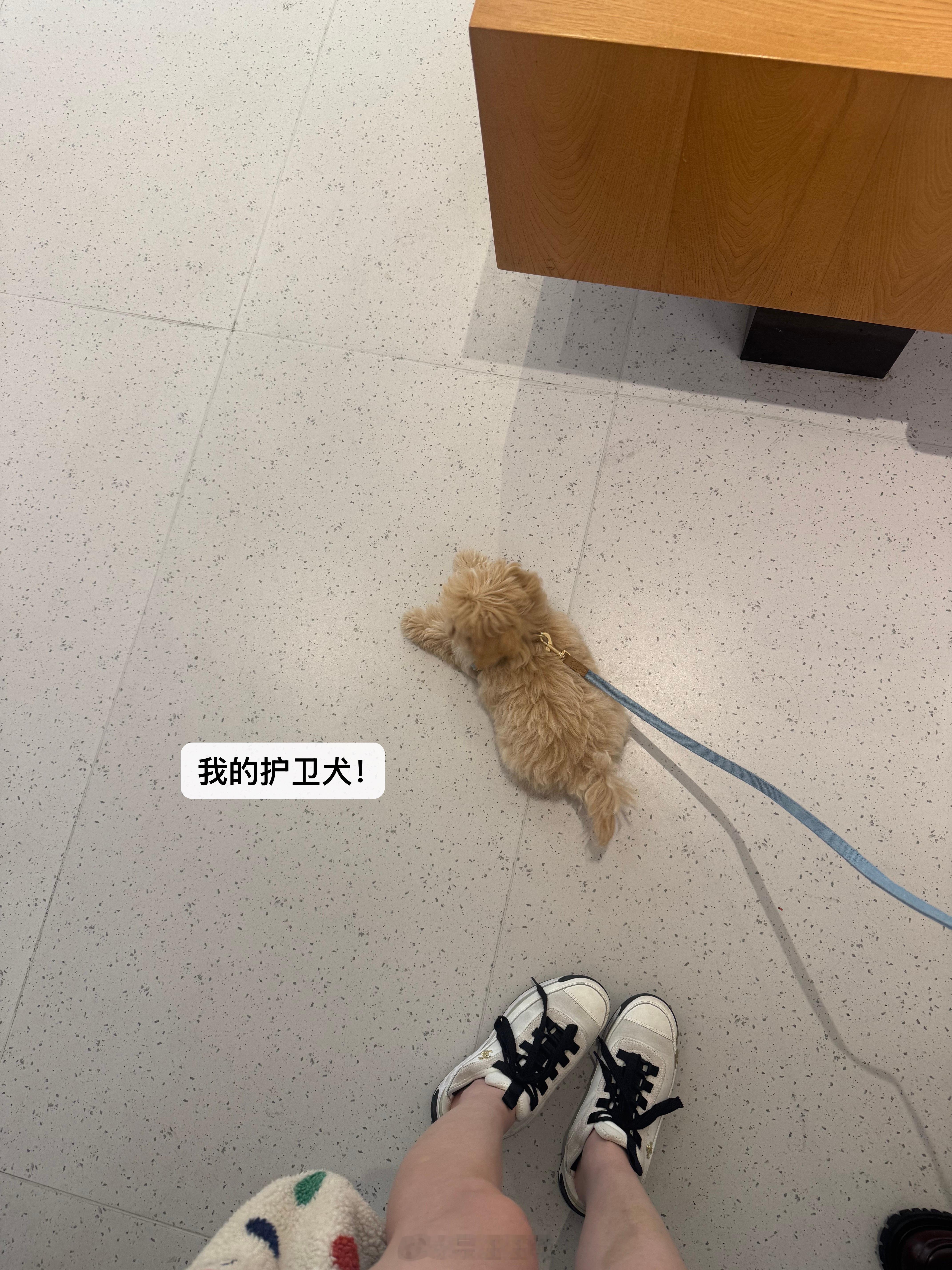 我的护卫犬！闪总日记 ​​​