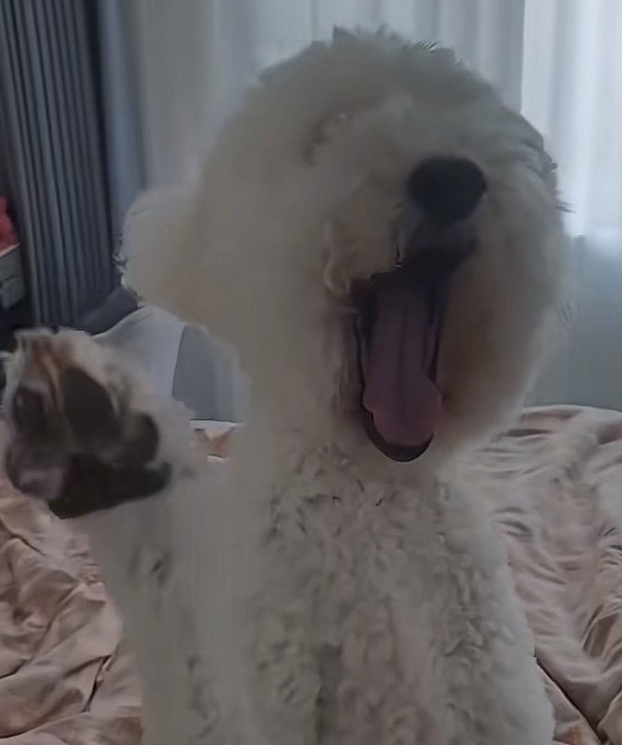 ？ 