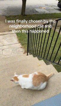 这下好了 猫下次不会来了 宠物卖萌中心 ​​​