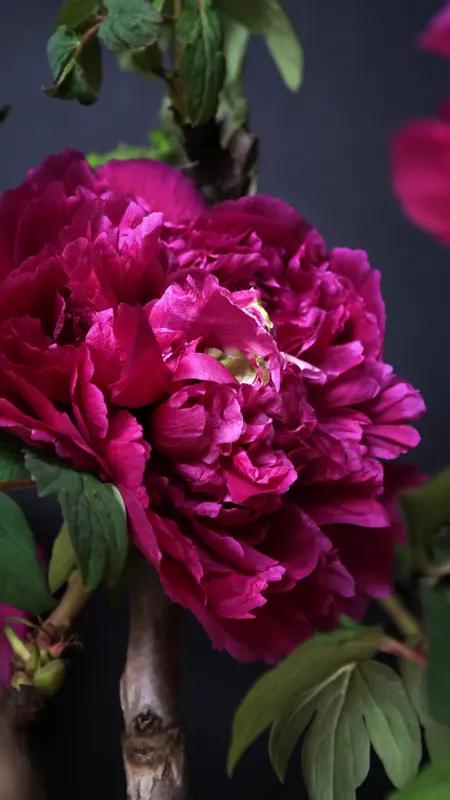 给大家分享一组雍容华贵的牡丹花图片。这些图片来自网络，每一朵牡丹都美得让人移不开