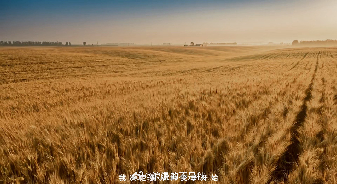 看河北麦收成了网友的顶级疗愈 麦收时节走进河北邢台隆尧，当地农户始终恪守“颗粒归