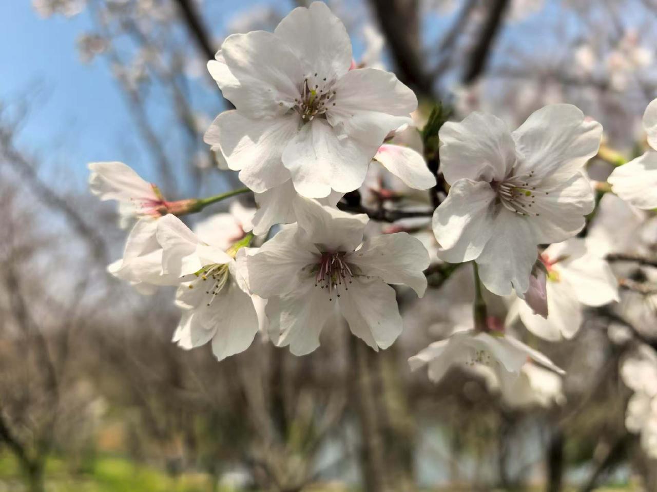 3月30日起，中国对多次访问台湾的日本国会众议员古屋圭司采取反制措施，称其不顾中