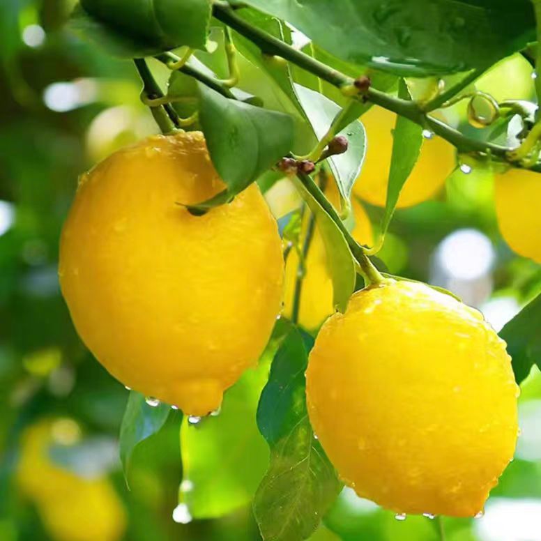 如今大家都越来越注重养生，很多姐妹就喜欢每天泡个柠檬水🍋补水的同时还能补充vc