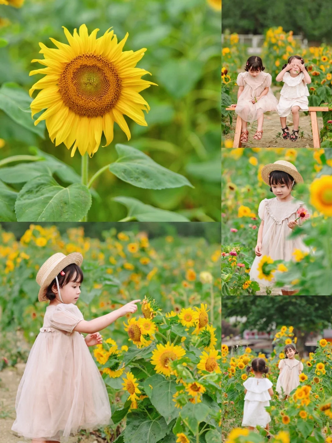 成都遛娃✅｜市区免费向日葵花海🌻太好看了~