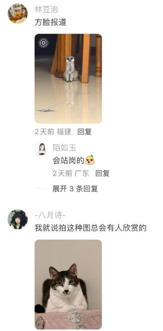 猫为方正 