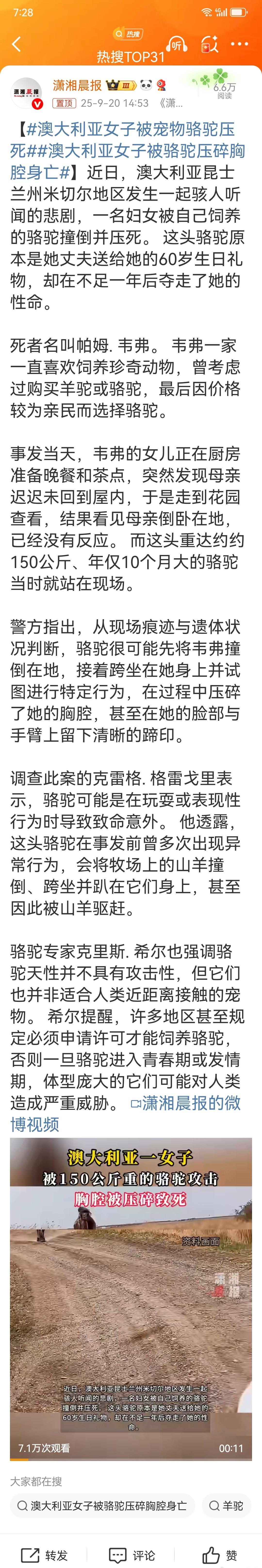 澳大利亚女子被宠物骆驼压死这起悲剧令人震惊，骆驼虽看似温顺，但体重巨大、力量惊人