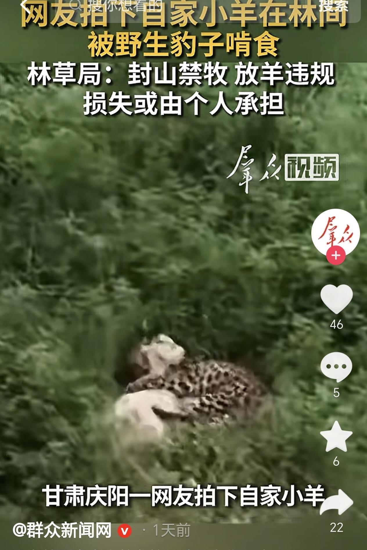 甘肃庆阳，一男子赶着羊群去林区放羊，没想到12只羊被野生豹子啃食，一下子损失20
