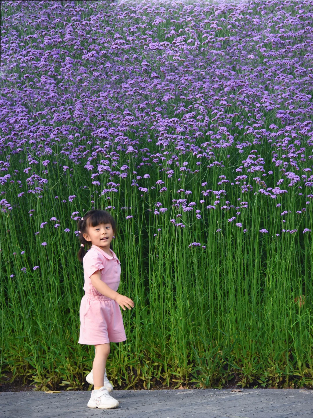 上海市区🟣居然有比人还高的马鞭草花海