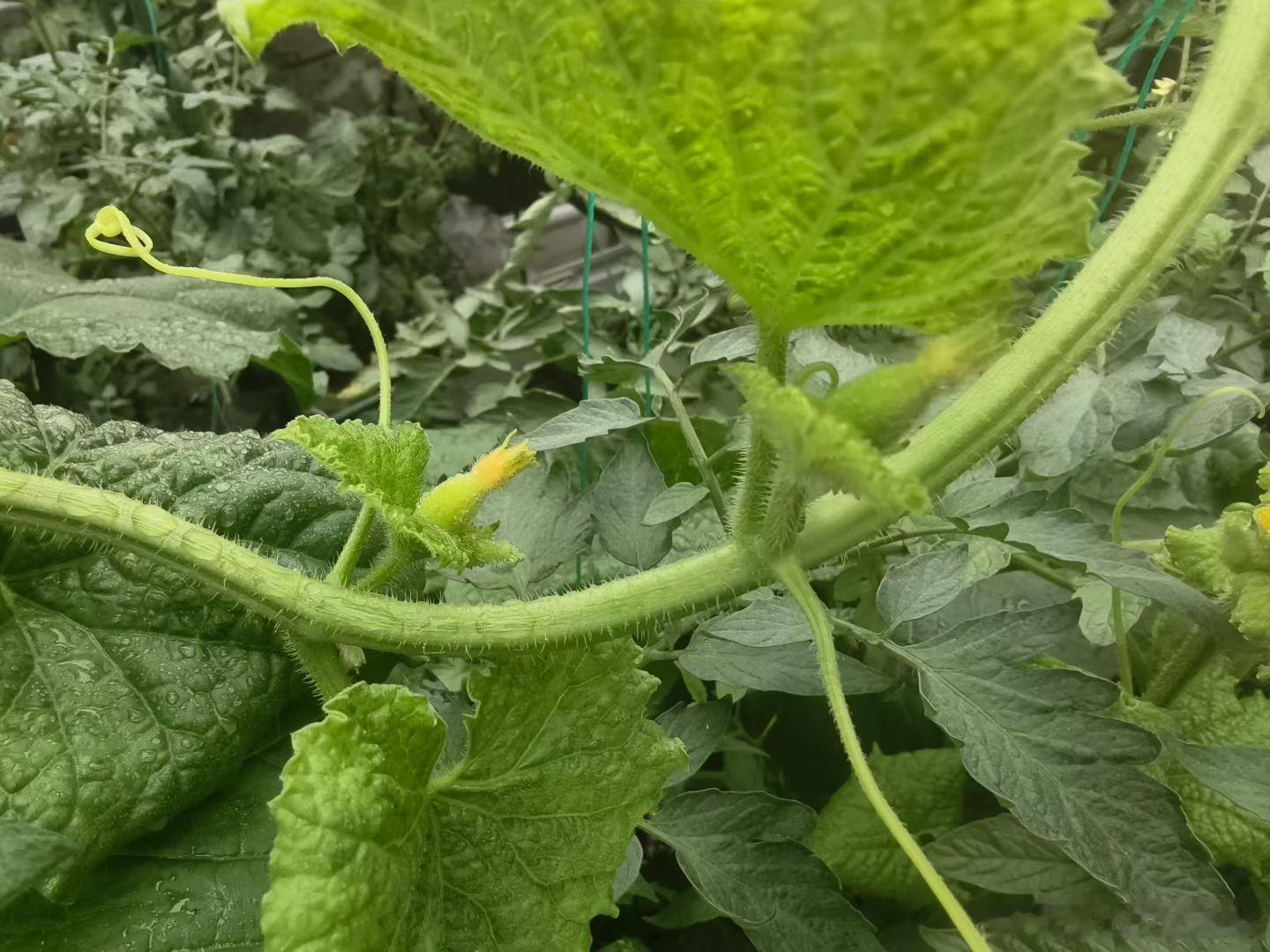 种菜的成就感真是太棒了！从种子到绿油油的蔬菜，再到丰硕的收获，这就是大自然的魅力
