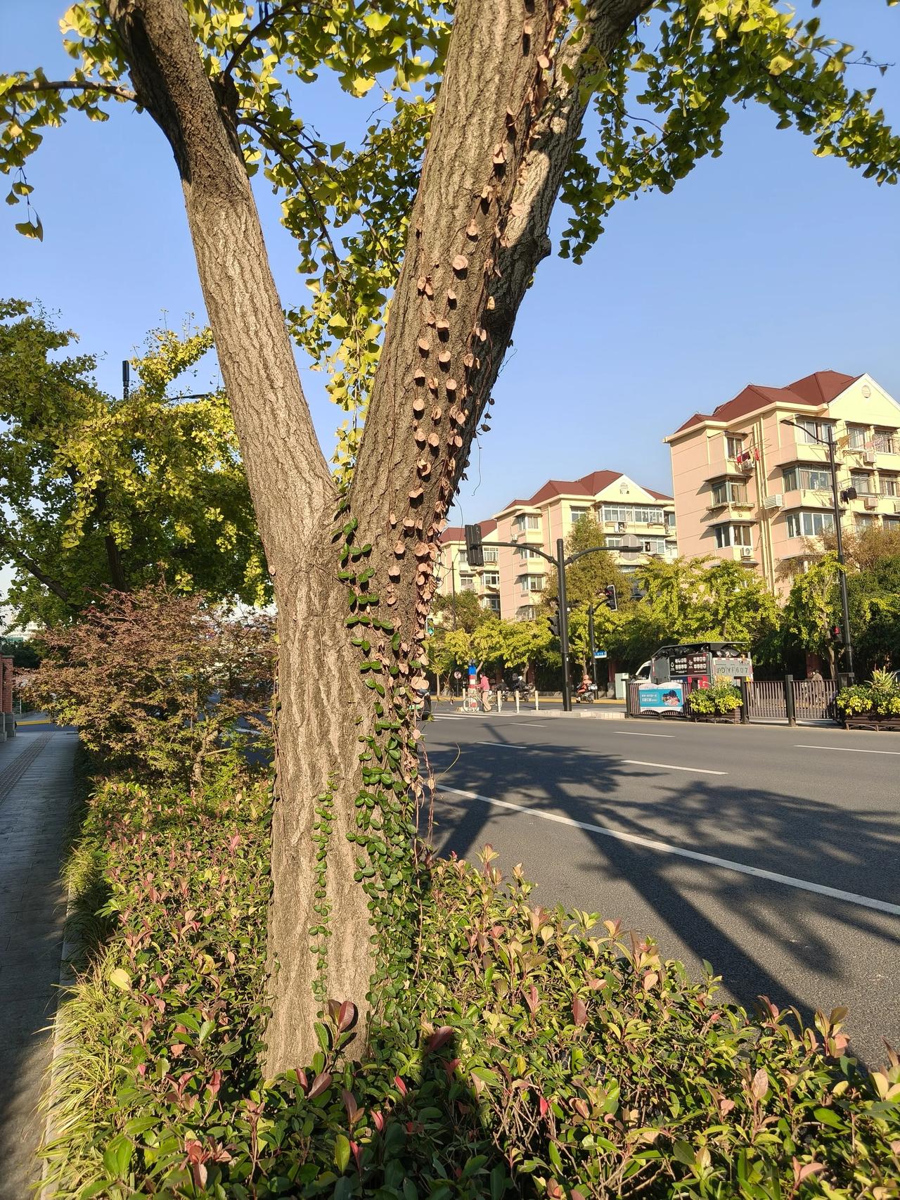 冬日午间散步随手拍实景图分享！

冬日美景随手拍分享！🌲🌲🌸🌸🌿🌿?