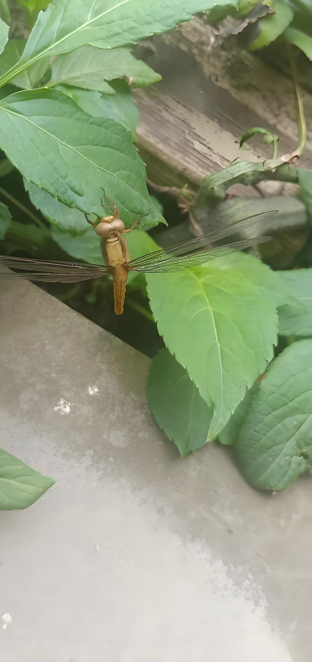 这是蜻蜓的幼虫，蜕变后就会成为蜻蜓。它通常生长在靠近水源的地方，比如水草之中。