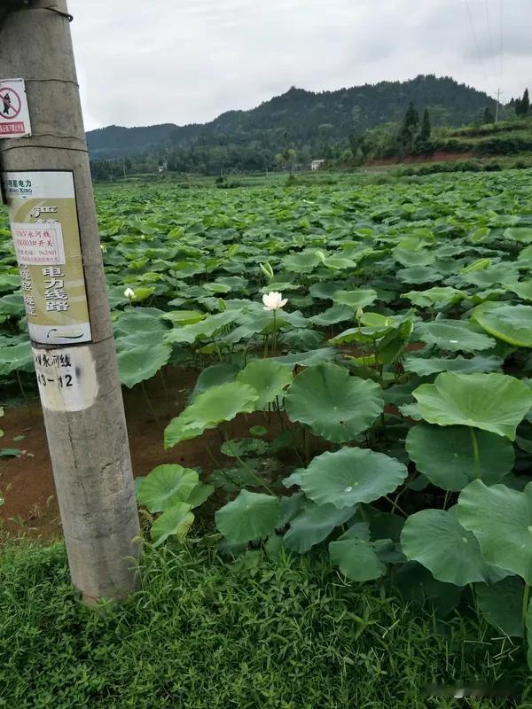 科技农耕+生态种养 赋能乡村产业 科技农耕与生态种养结合，简直为乡村产业注入了强