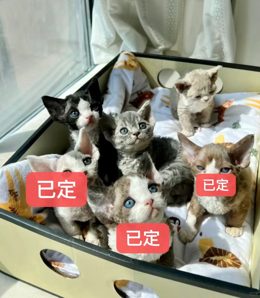 🇭🇰HK一窩高質德文BB💛適合高預算家庭