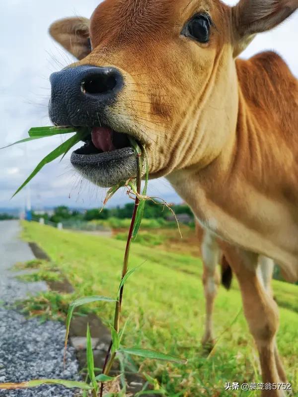女人真的都喜欢“草食男”吗?
    这是一个关于恋爱偏好的社会心理学问题，
女