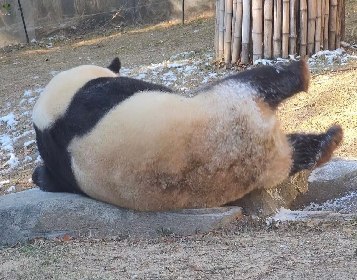 熊猫守护者 ｜森林驿站 花式躺平的国宝日常，用一身呆萌治愈日常，心生暖意。便是生