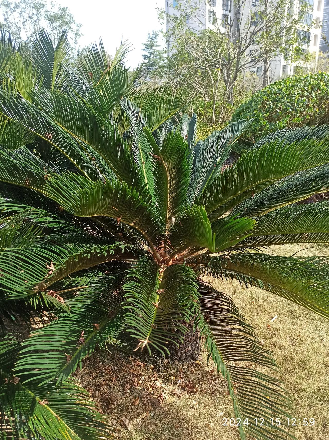 铁树开花这个词意思大概是形容非常罕见、稀有的事情。可我们小区楼下种的铁树，这两年