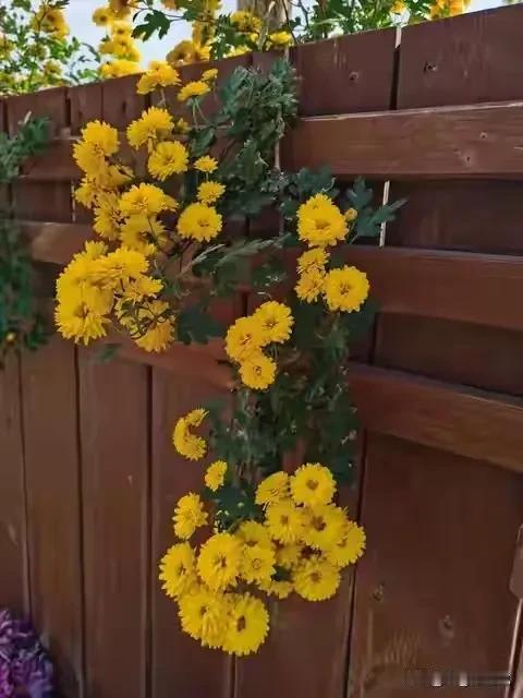 东篱冷蕊傲秋霜，
不与春风斗艳光。
待到百花零落尽，
墙角独放送暗香。