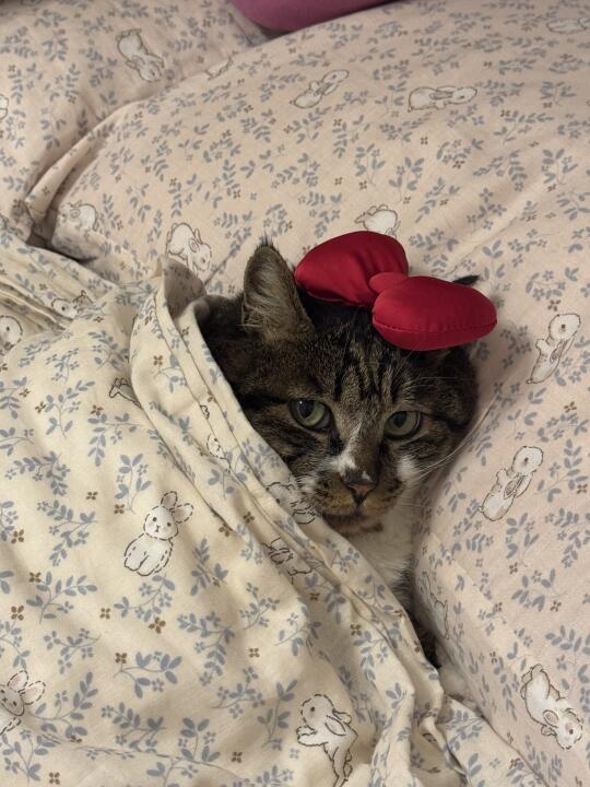 都说我猫像老头、大叔、陈建斌，那就打扮一下