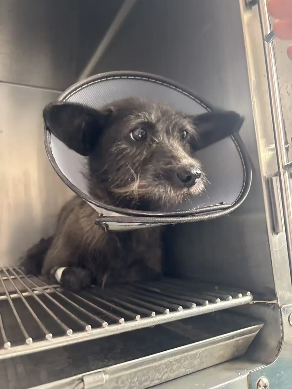 我会和马犬安安一样 有自己的家吗？