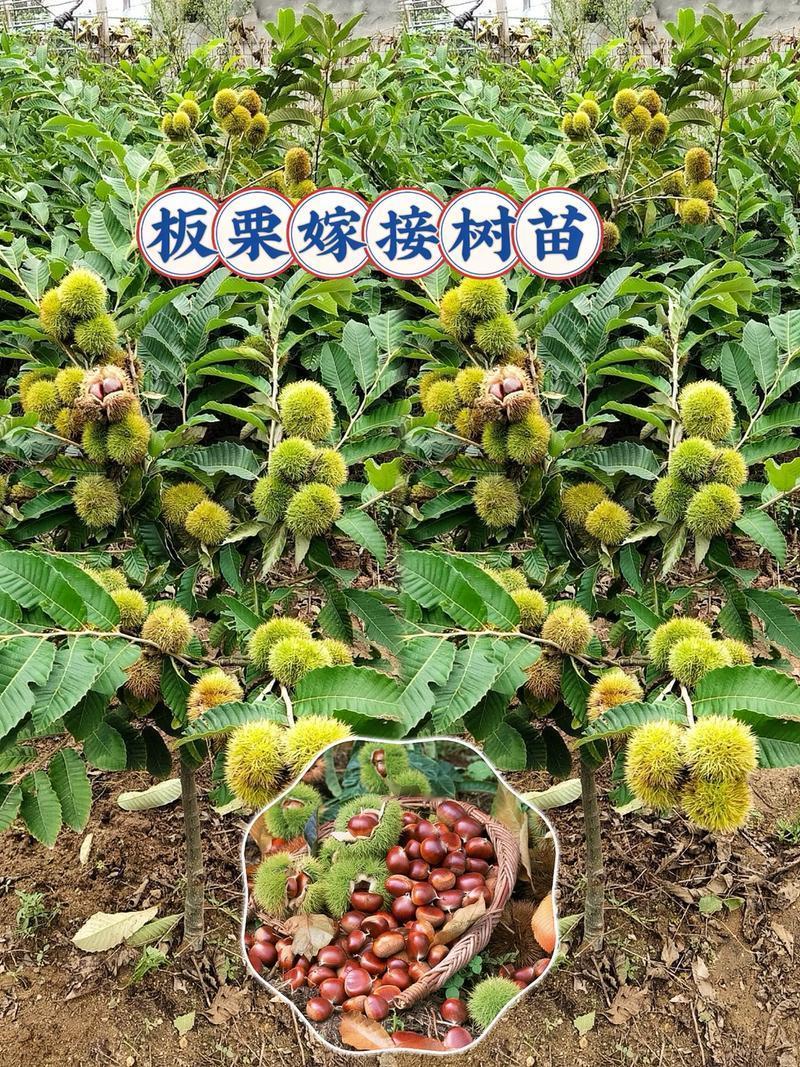 冬季养阳气不用愁 板栗才是真正的“王者”
 
冬天想养阳气的朋友注意了，别再跟风