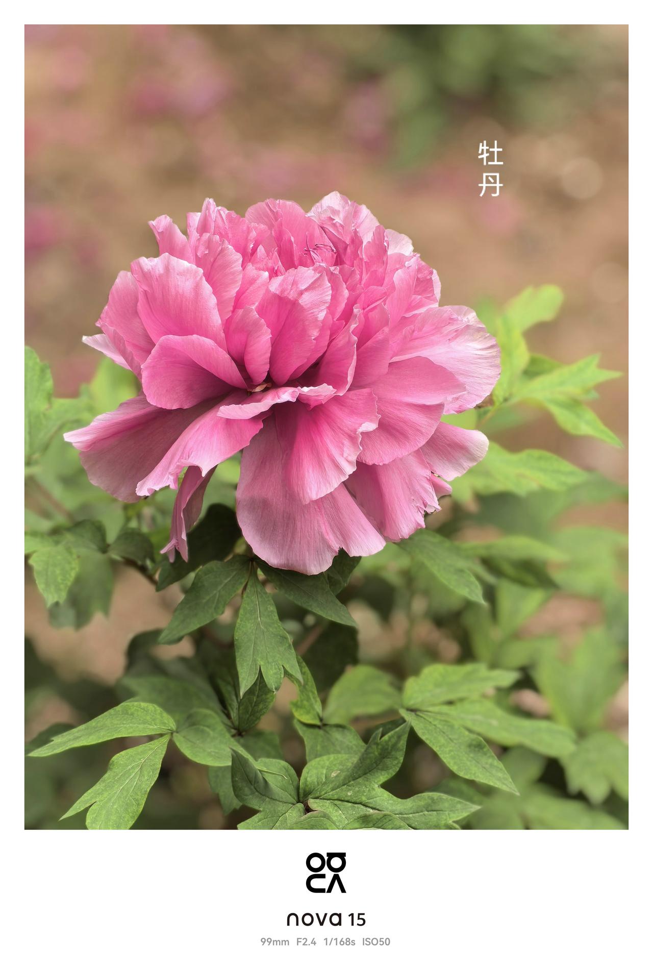 发一张你相册最近拍的花