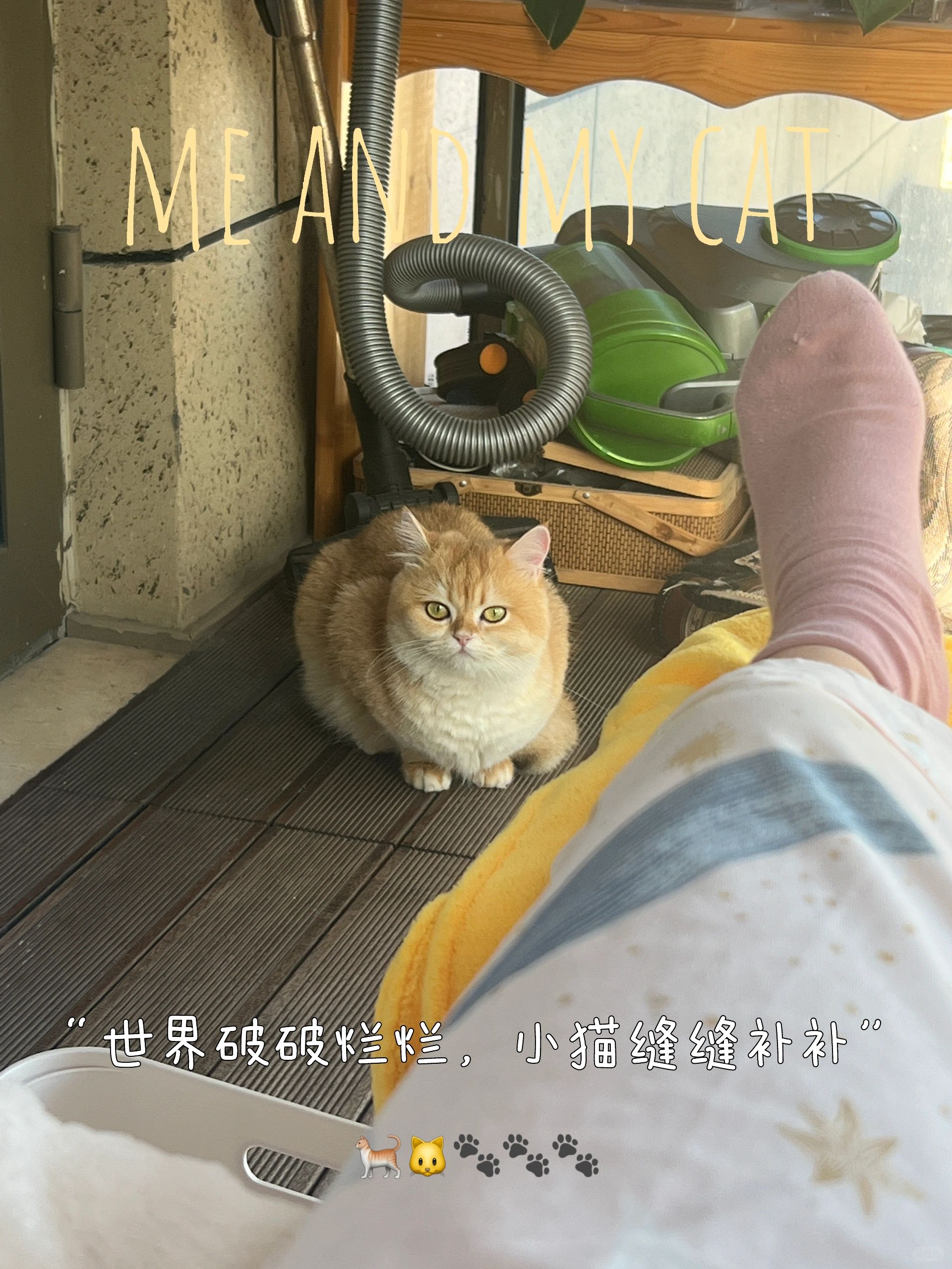今天是“陪晒喵”🌞