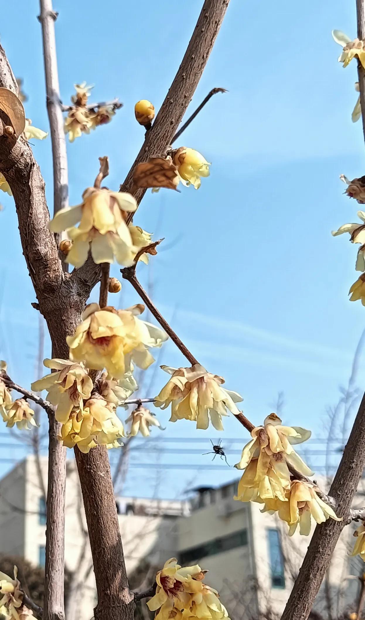 腊梅花开
(随拍，随笔)
腊梅花开，花香蜂采。
近几天，山东泰安的气温回升很快。