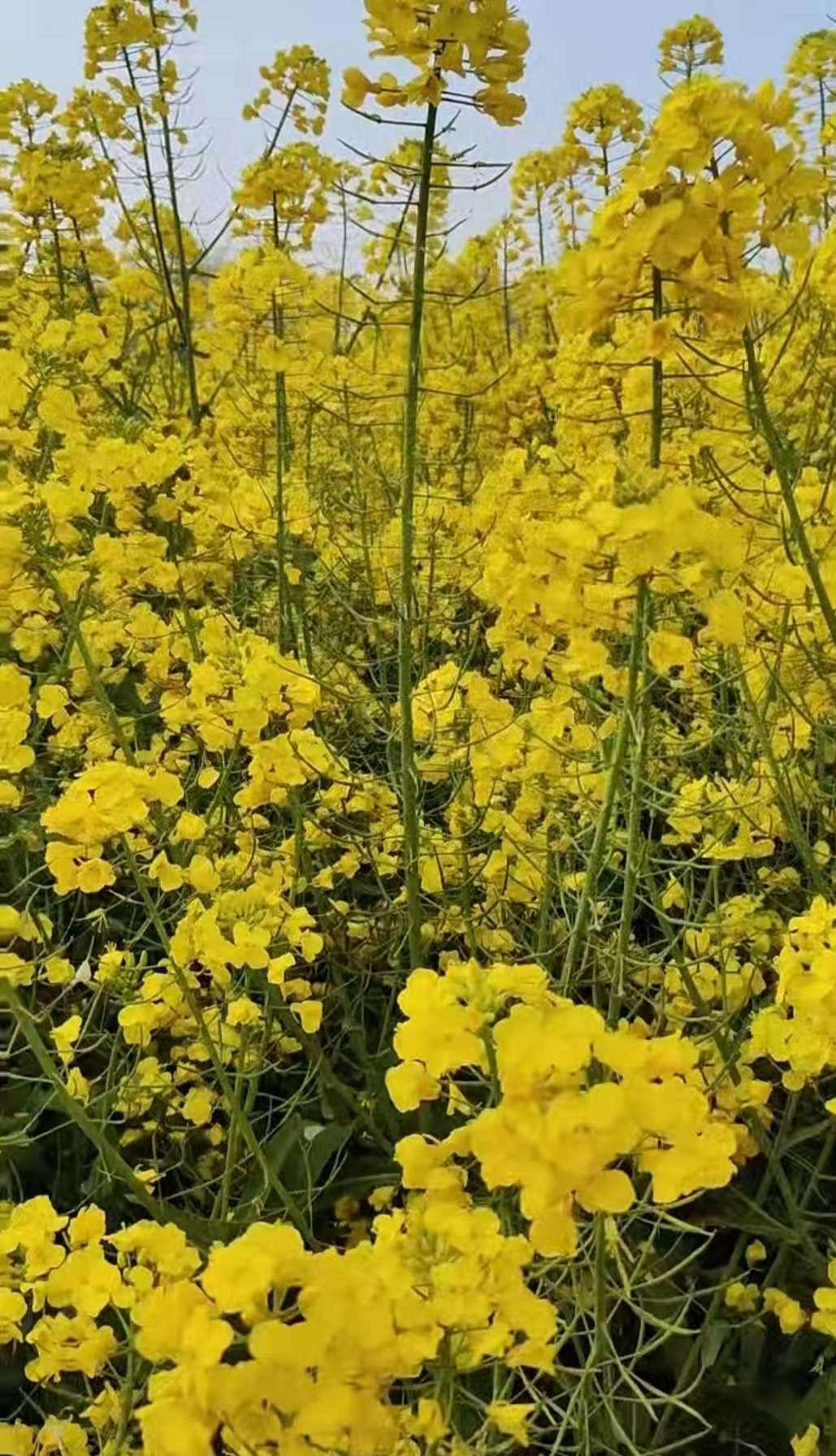 分享一张油菜花美景这是我在淮南出差拍的图片，欢迎大家欣赏😄