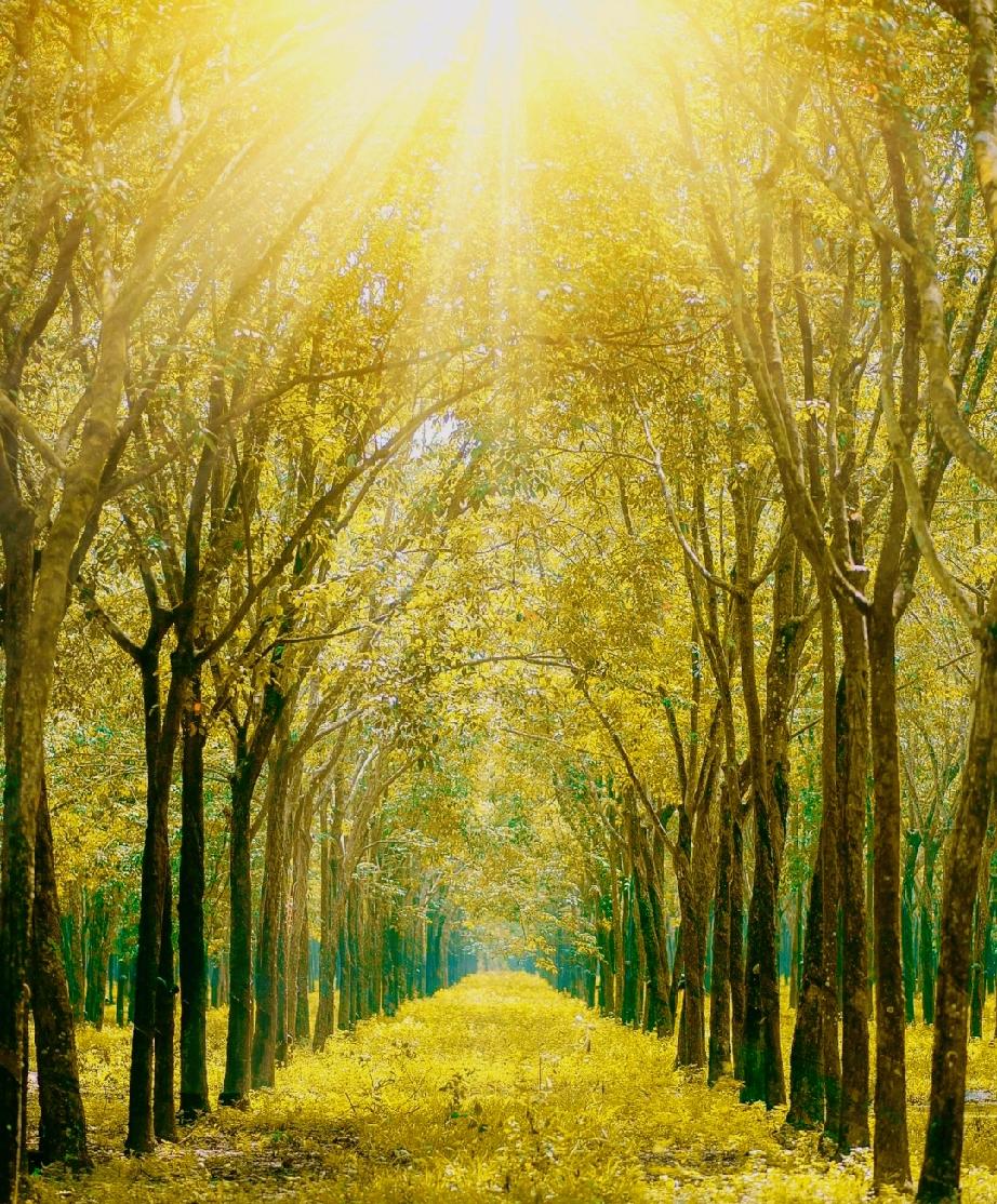 刘震云  ：）
刘震云对女儿说：“ 心软是病，情深致命，不要去扶跪着的人。人性很