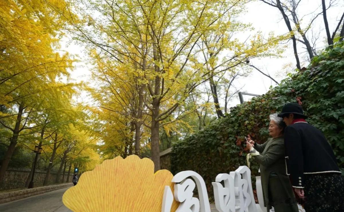 圆明园三园交界至西洋楼遗址西口有一条近千米的“银杏大道”，每到深秋，金黄色的银杏