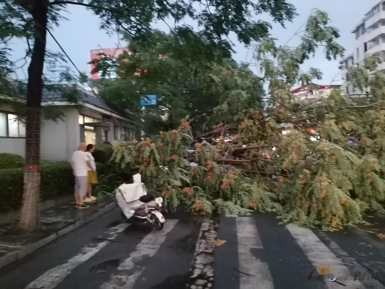 开封市包公湖南路有一棵树被连根拔起，刚才路过中山路朱雀园南面看到一颗大树倒了压了