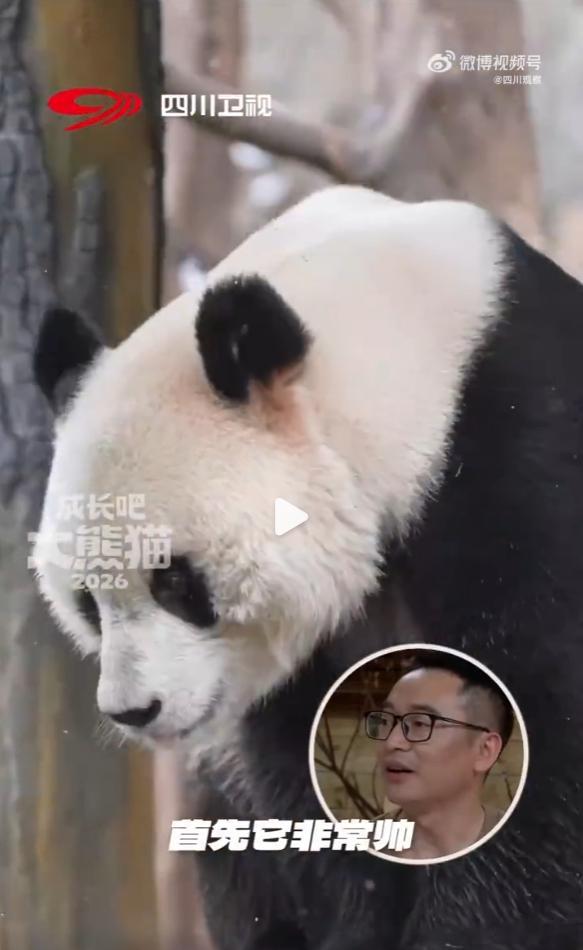 饲养员连夸3遍大熊猫青青帅 最近在四川阿坝，饲养员杨奶爸被问到“青青咋样”时，瞬