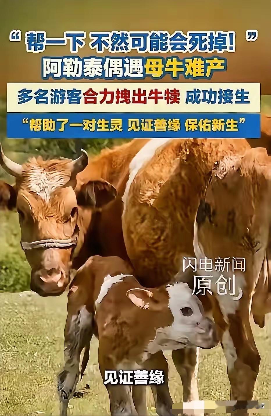 破防了！5月25日，新疆阿勒泰，几名游客在游玩时，偶遇了一头母牛产子，他们在一旁