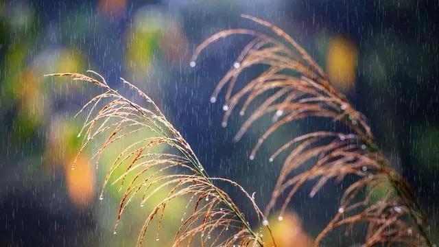 10月8号寒露不一般！60年不遇，三大特征看清，来年有没有倒春寒

10月8日迎