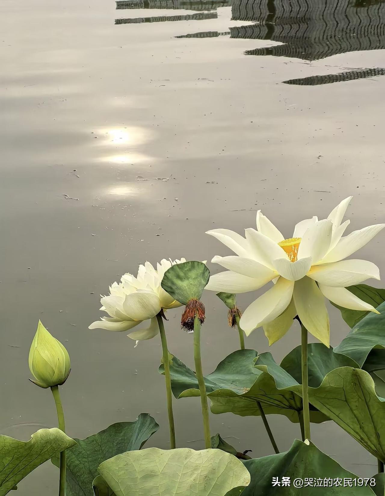 【西子妆·夏日赏荷】

水佩风裳，云容月魄，恍入镜湖深处。
玉妃摇佩响参差，恰湘