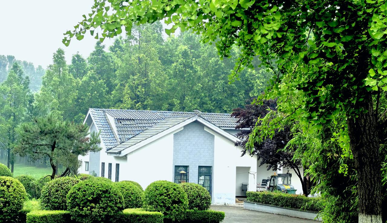 绿意漫溢如涨潮的海，从树干到枝梢，层层叠叠地泼下来。房屋便在这浓荫里半隐半现——