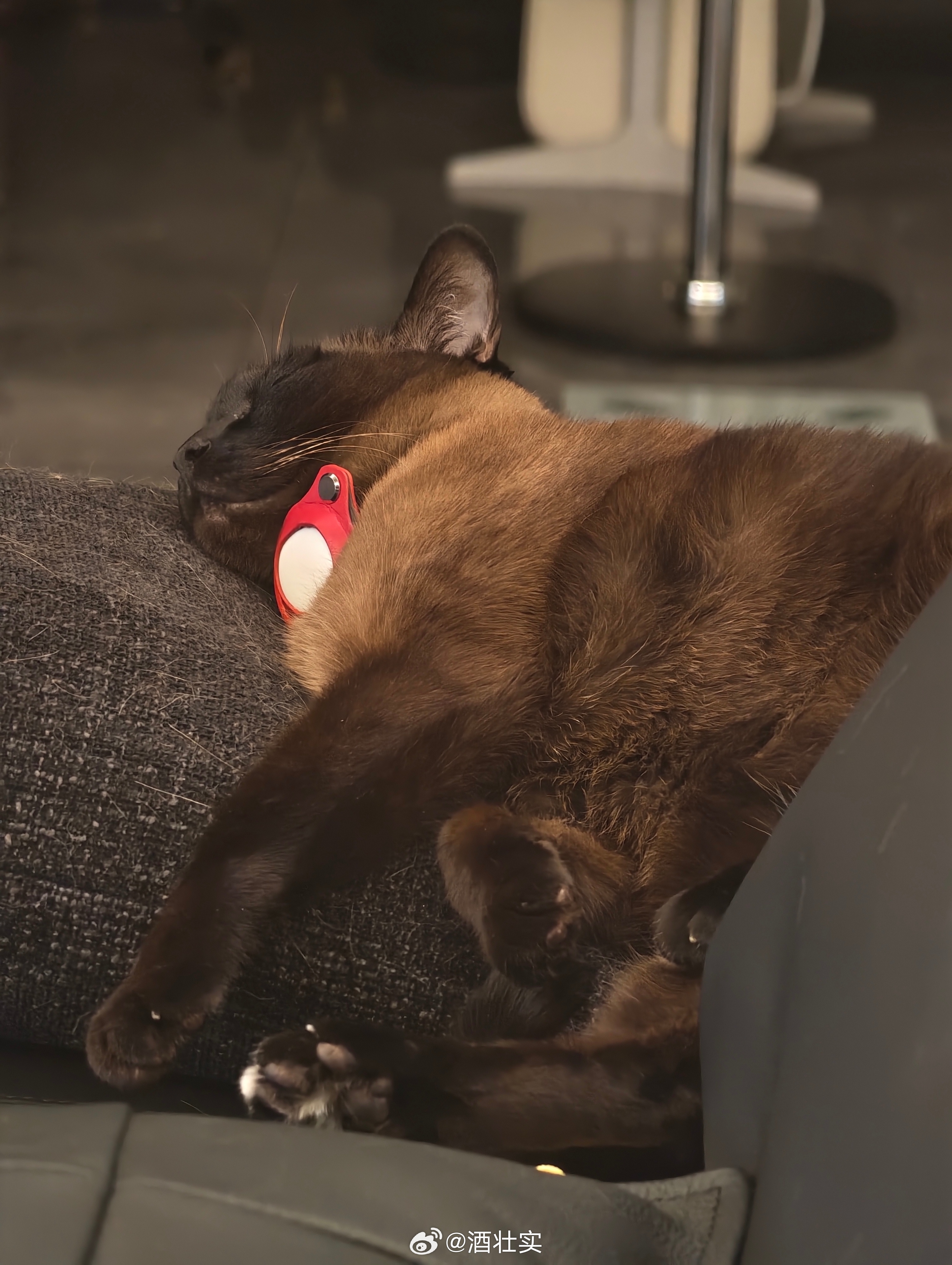猫是不是见闻色，每次睡得很香，我只要举起手机拍它，它就会醒，并盯着我，一副“有何
