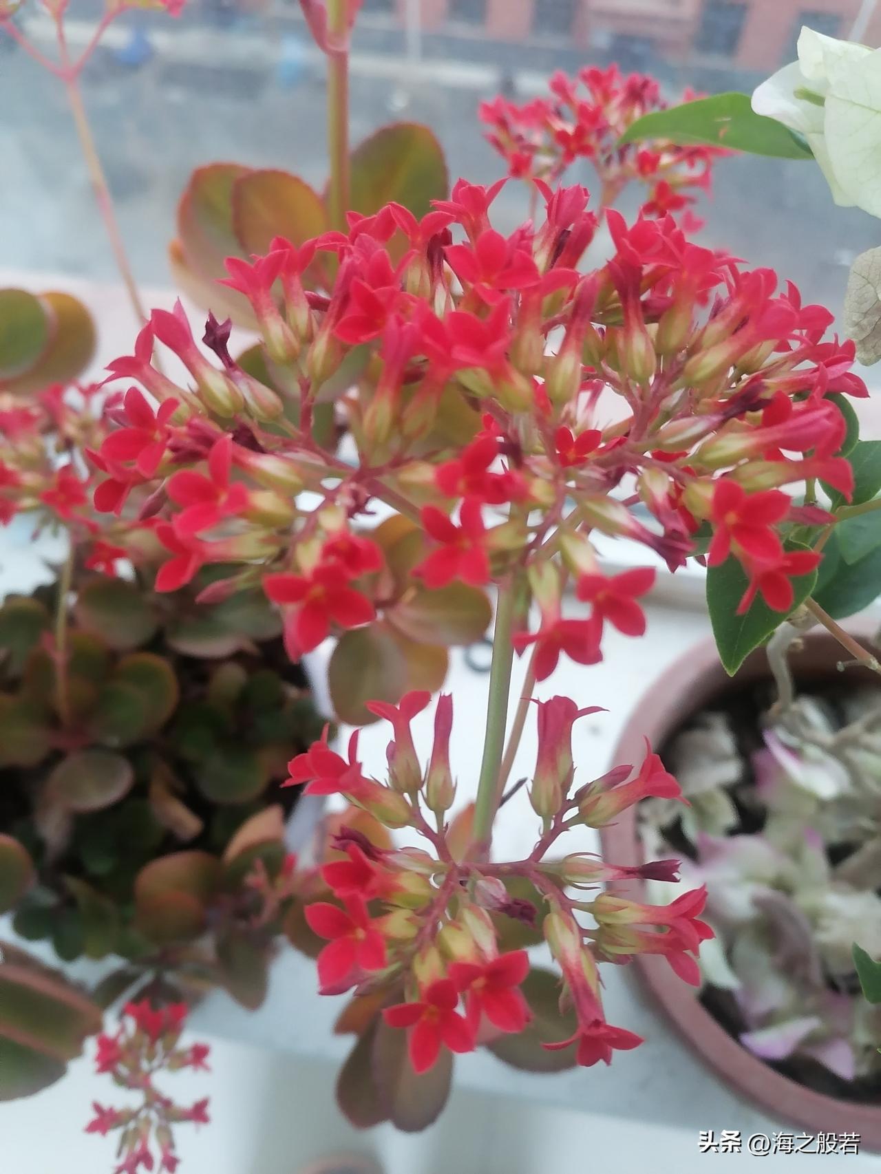 把时光开成花呀，一朵一朵都像你呀～～～

啦啦啦，啦啦啦，允许我唱一会儿，一回到