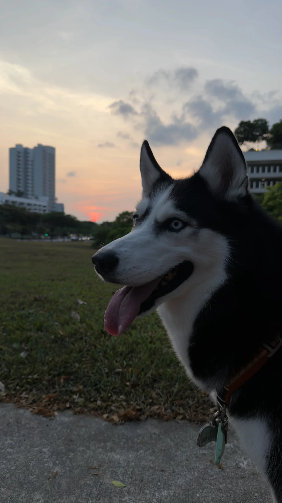 280326 哈士奇被我遛趴🤓