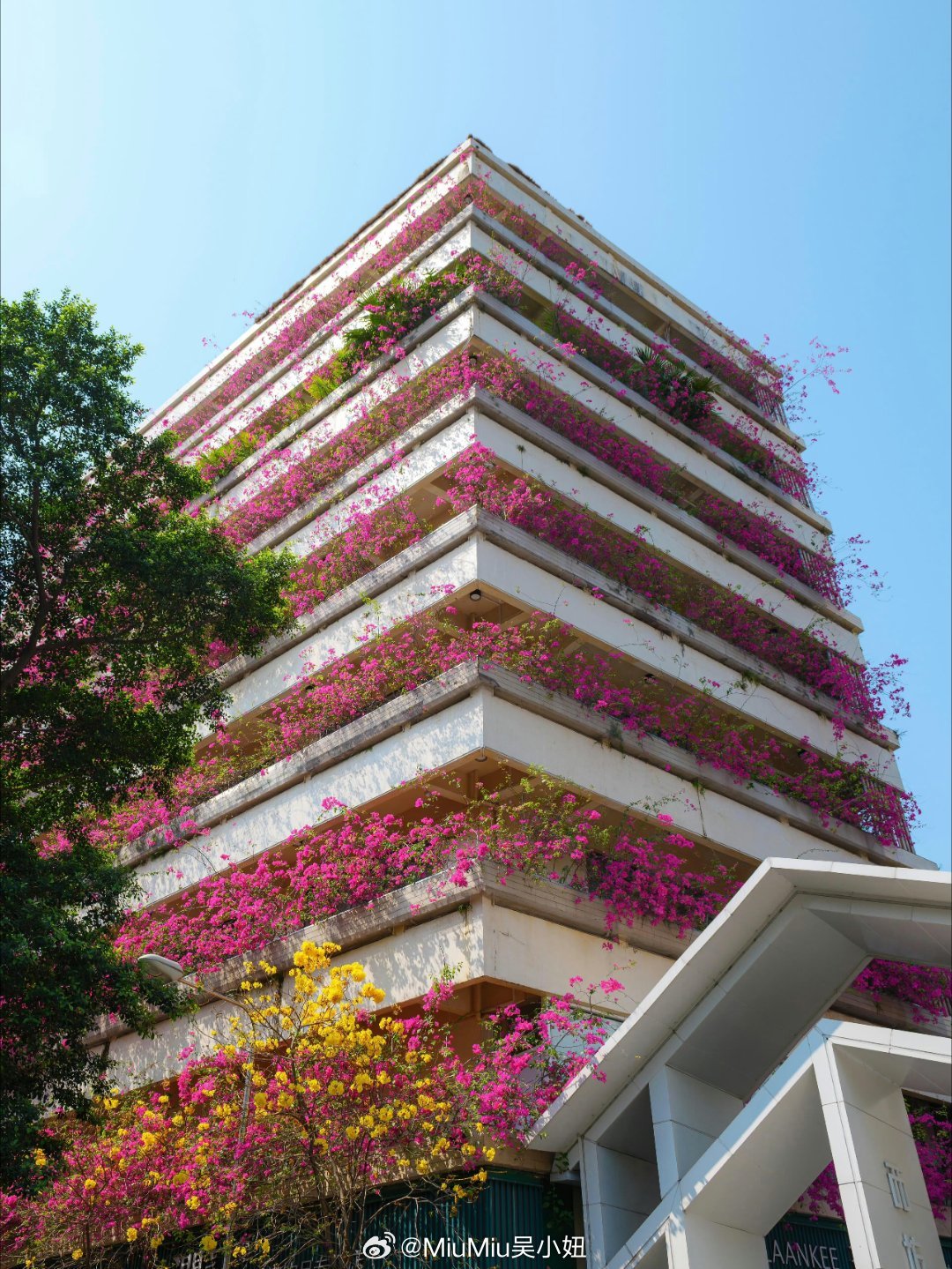 广州的春天就像一块提拉米苏花城名不虚传呀~到了三角梅黄花风铃木棉花各种花开的季节