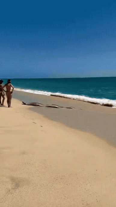 世界上还有这么大的带子鱼，真是闻所未闻，见所未见，简直能够惊掉人的下巴。据说这是