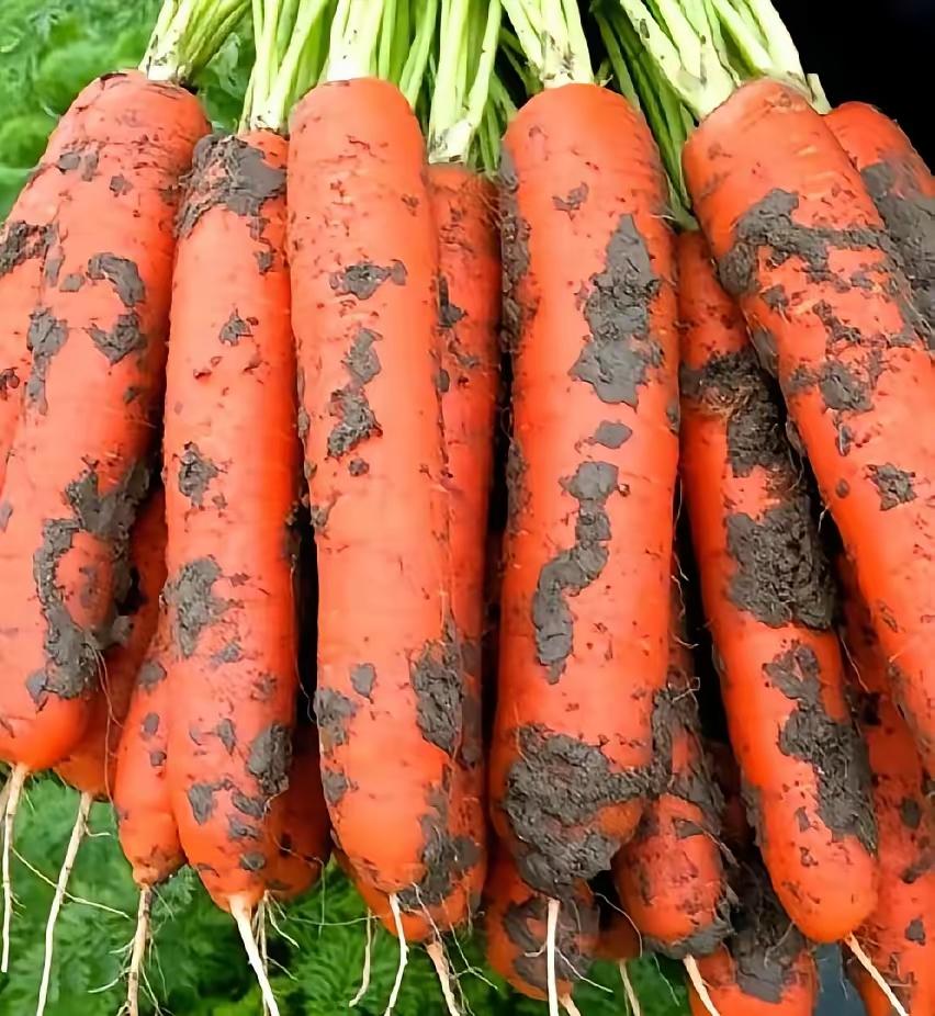 看完央视那个报道，后脊背一阵发凉。 湖北天门那边的地里，正灌着国家明令禁止、20