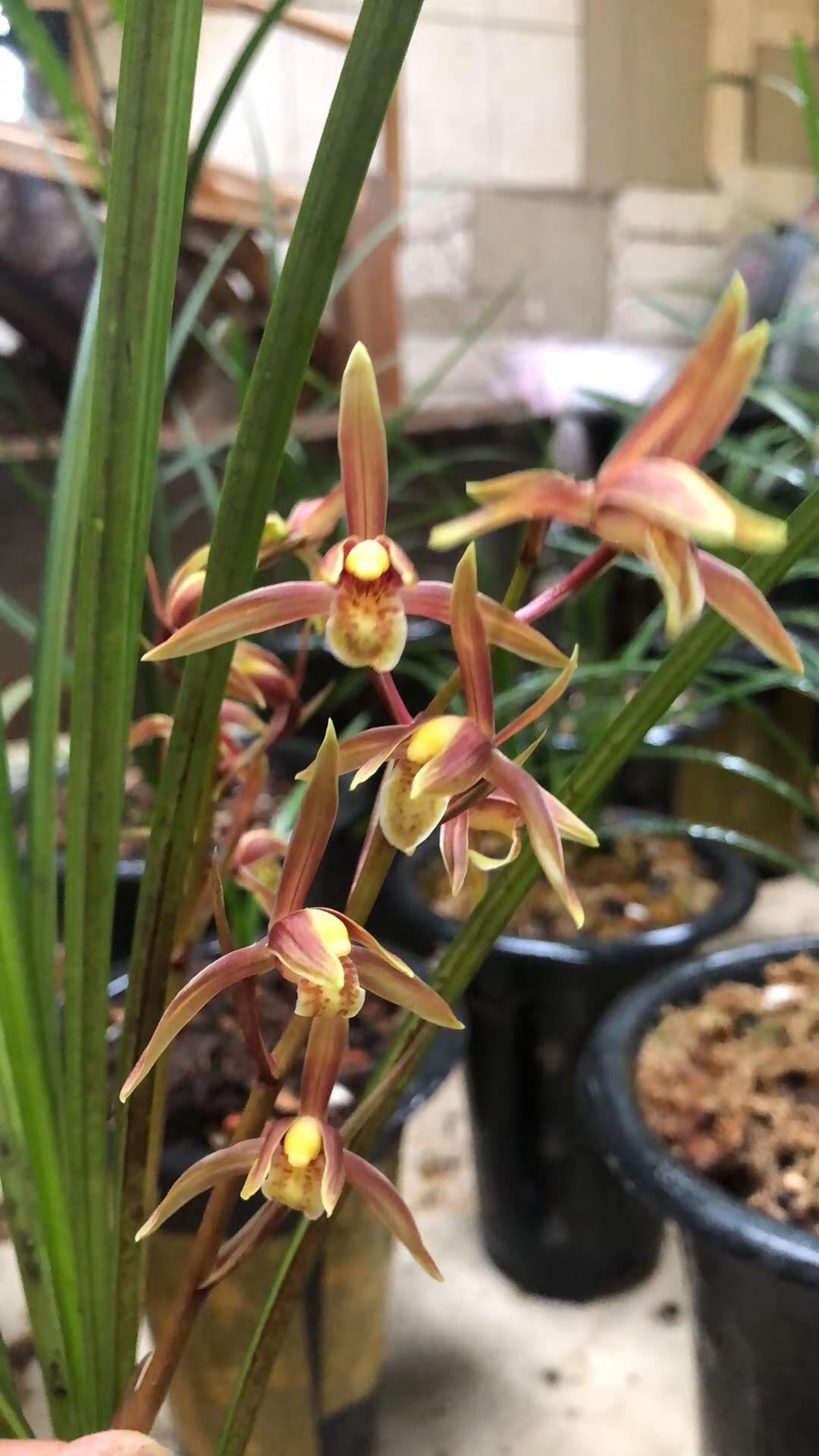 兰花欣赏。兰花 兰花欣赏