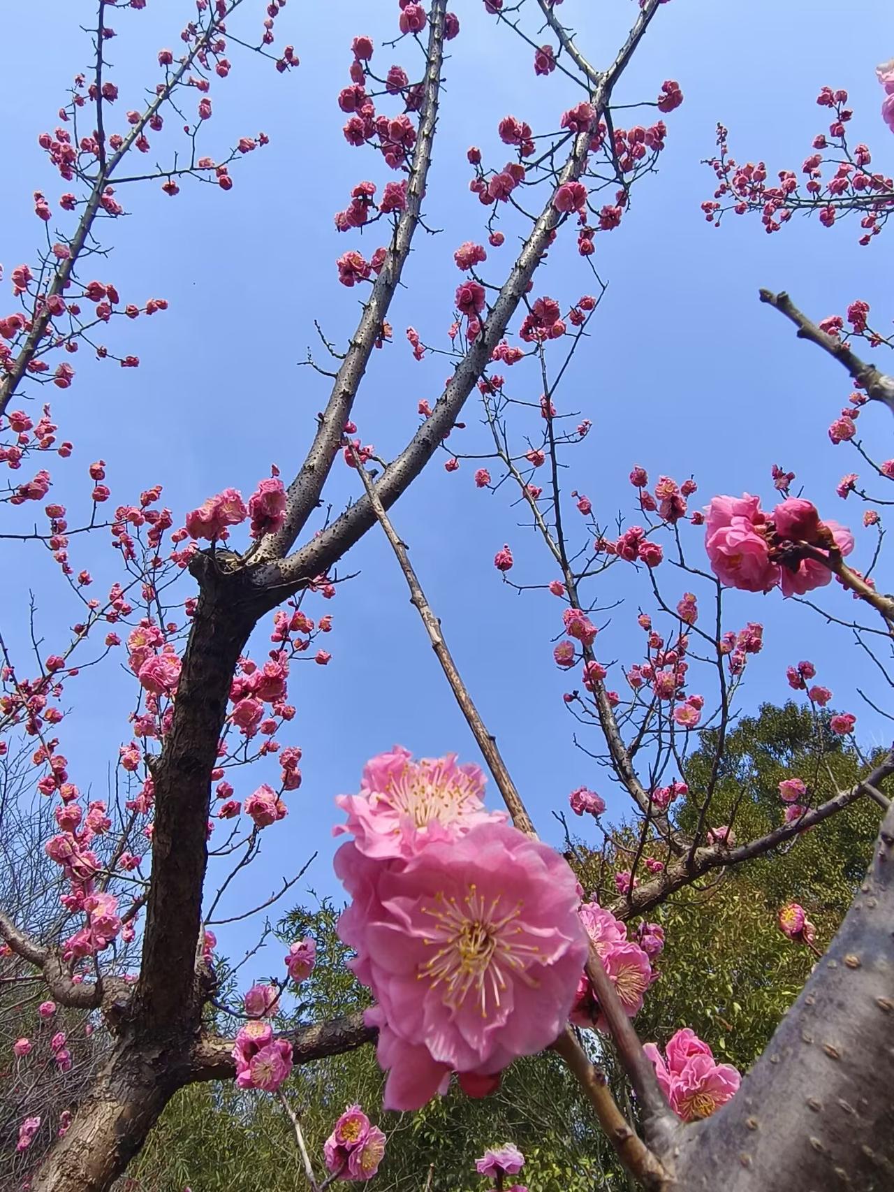 畸形的管理，总能催生出最荒诞的事。
好好开着的花，环卫工人却要拿着长杆打下来。