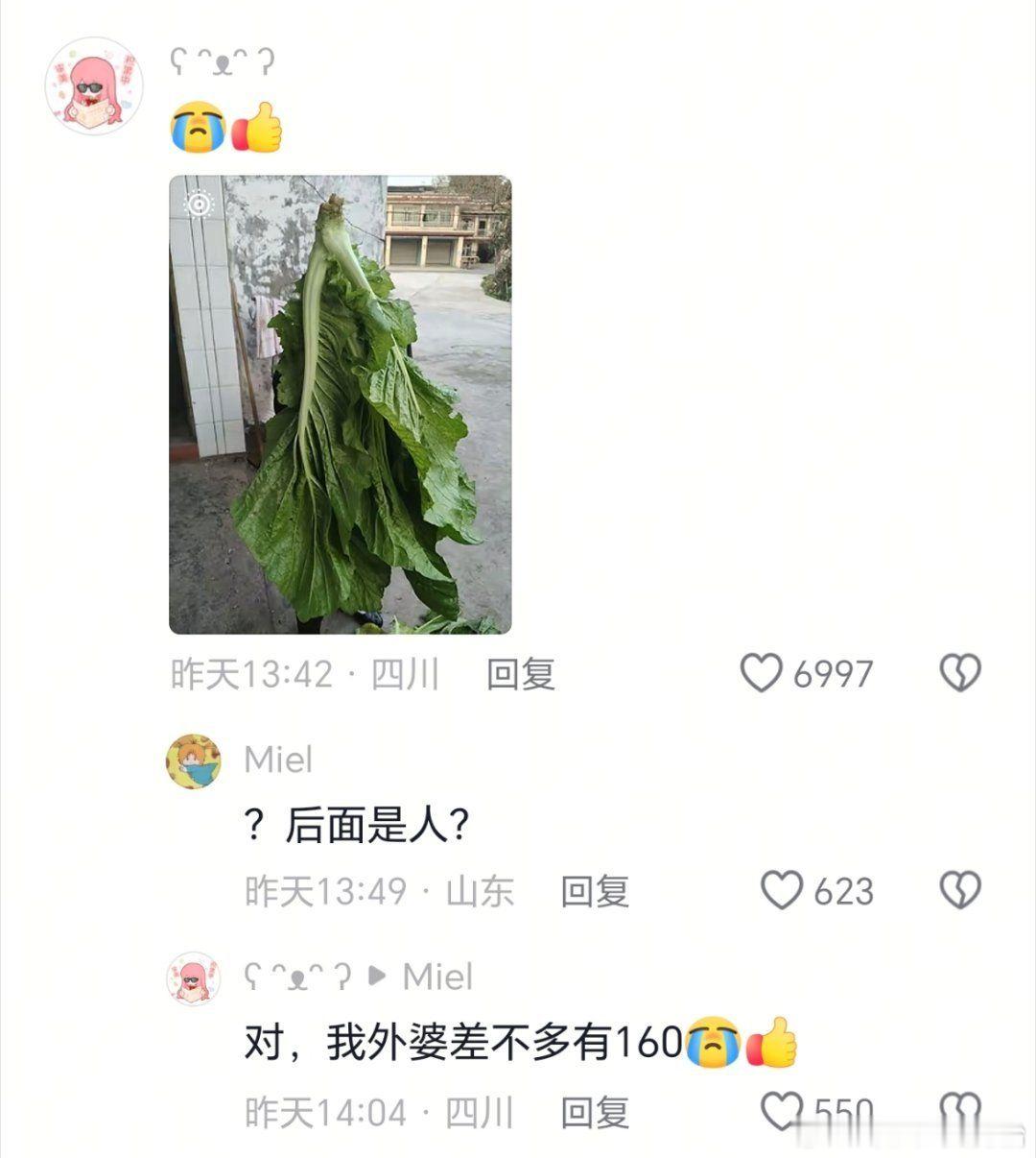 老辈人种菜真是没轻没重啊 