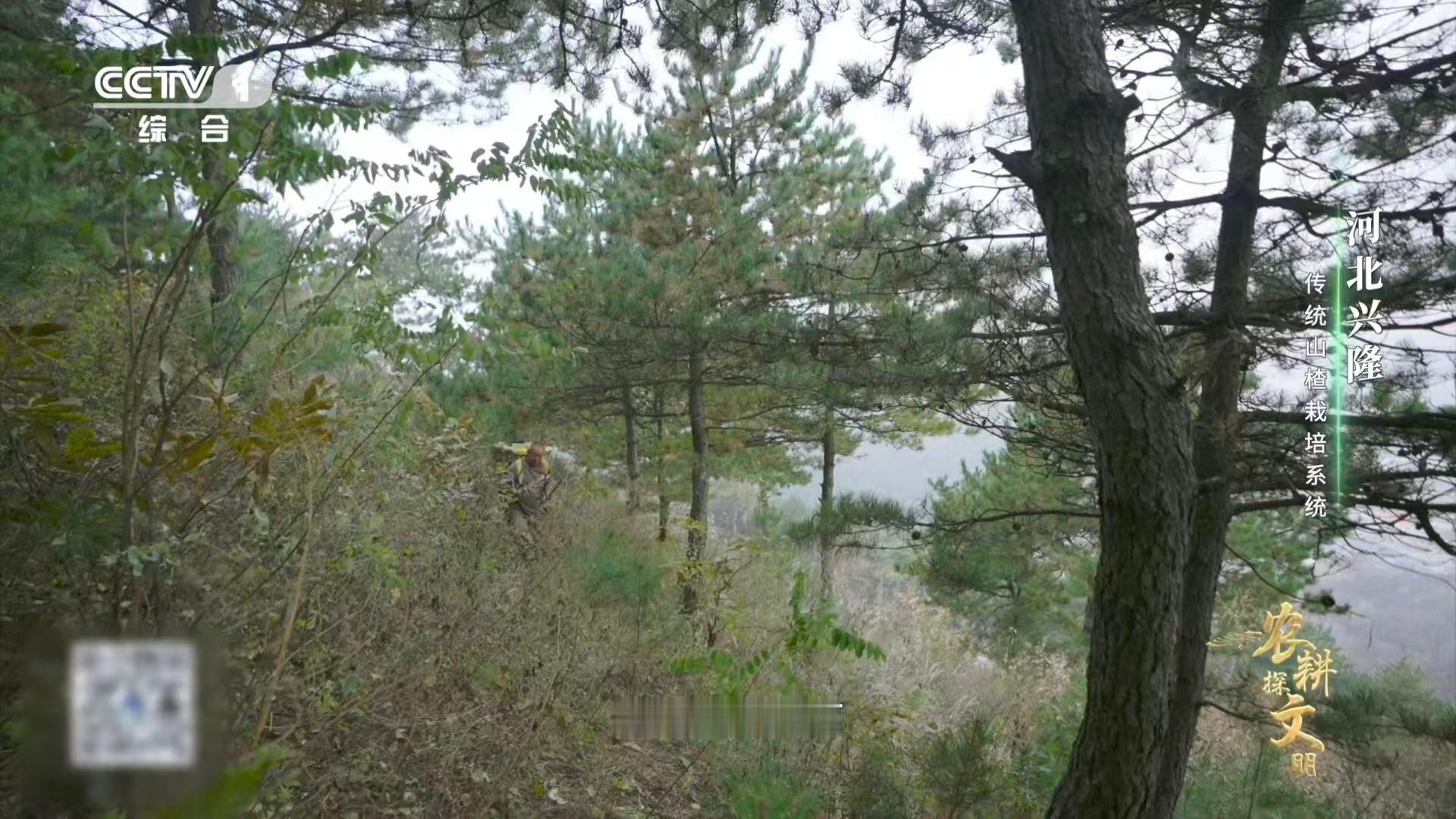 山楂变甜前要闭关数月原来山楂也讲古法窖藏 美味值得等待！山楂入石窖，在百年传承的