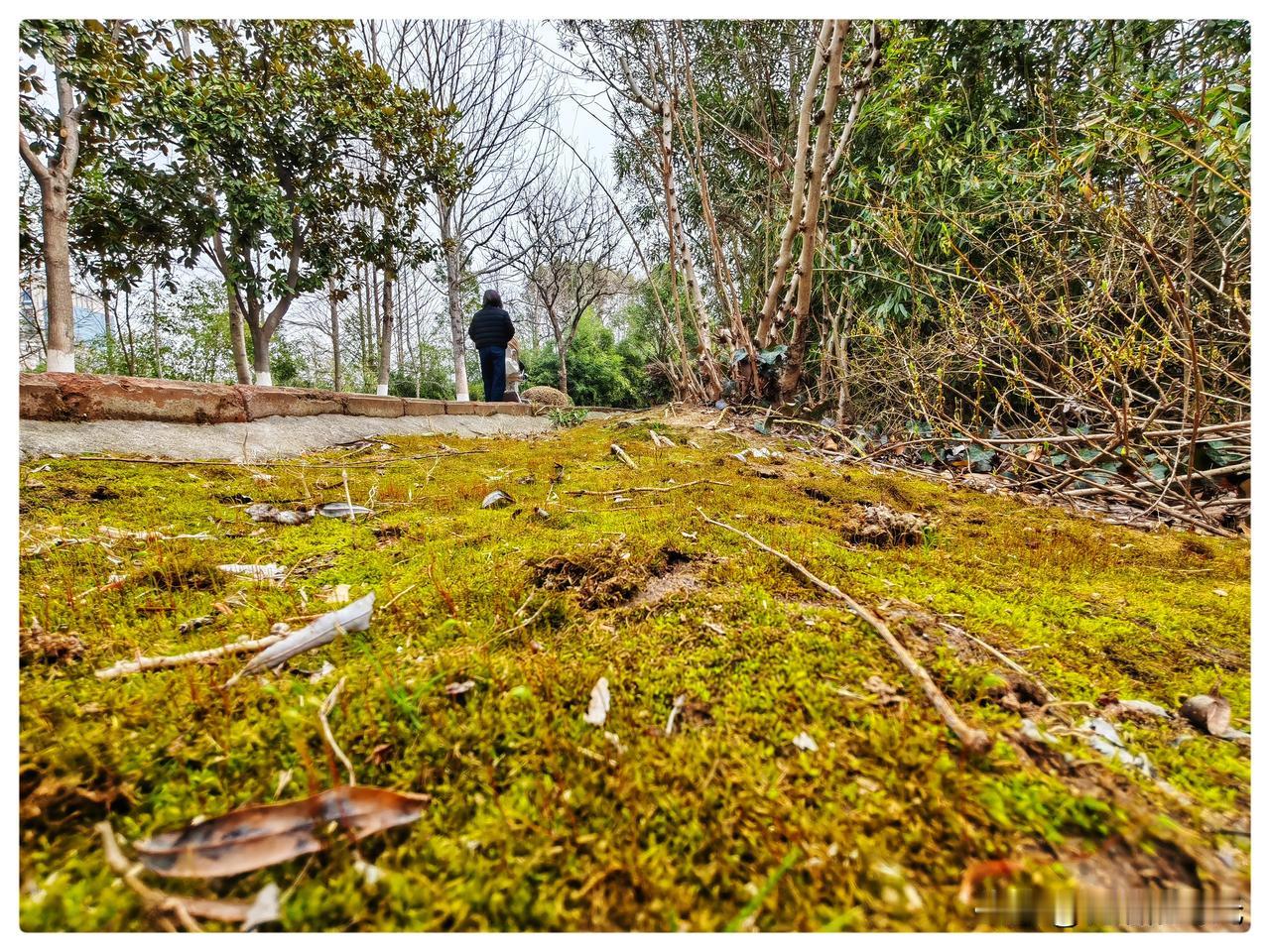 初春时节，性急的花已在微寒中绽放，地上，也有一片片微小的生命在苏醒，它们不是娇艳