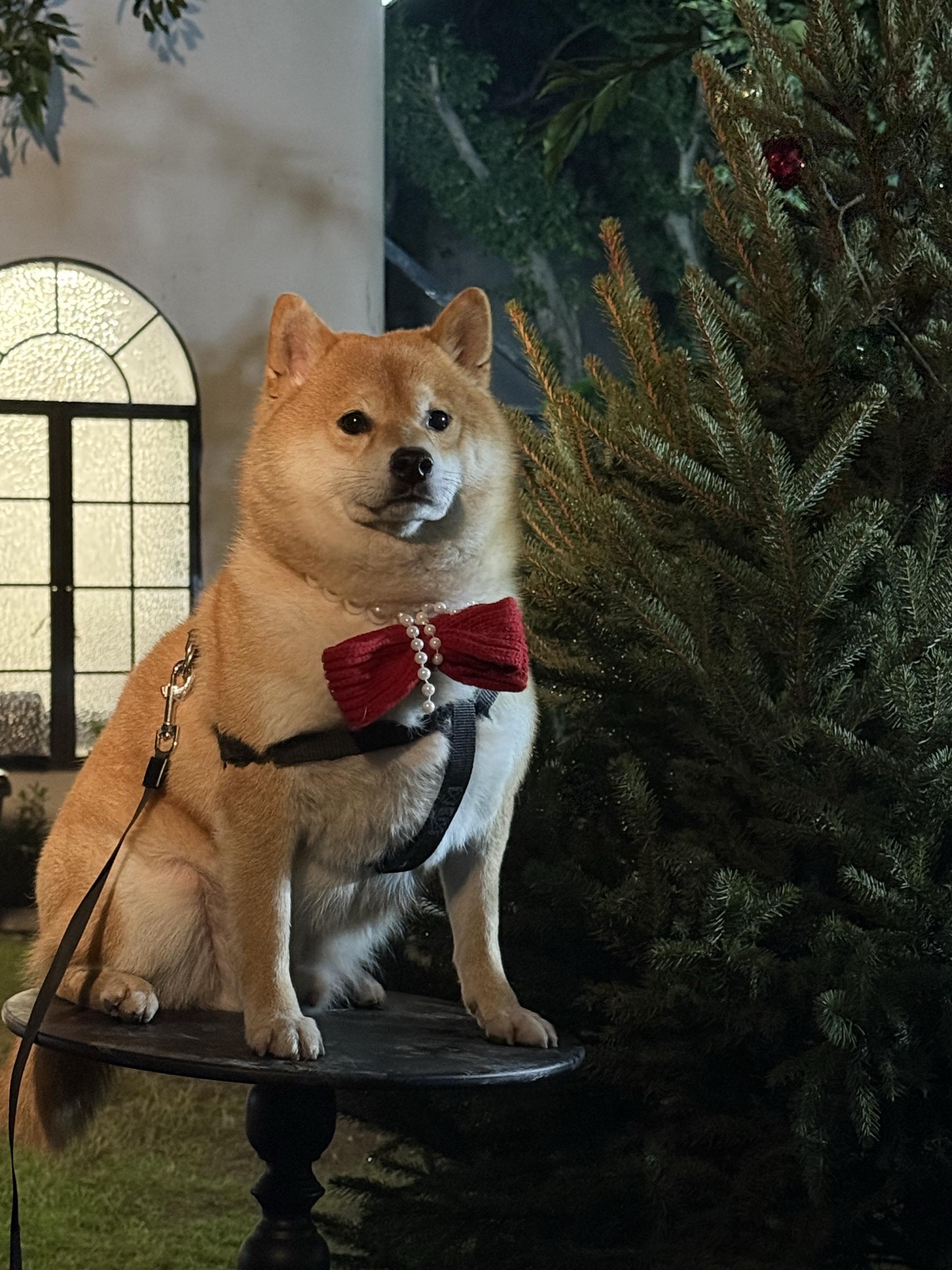 来财来财 🎄🎉